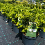 Tis obyčajný (Taxus baccata ) ‘REPANDENS’ – výška 20-40 cm, kont. C3L